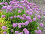 Allium 'August Confection'