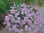Pink flower pom poms of Allium 'Summer Pink'