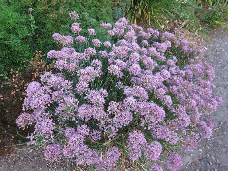 Pink flower pom poms of Allium 'Summer Pink'
