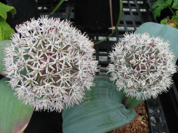 Two large white pompom flowers of Allium karataviense