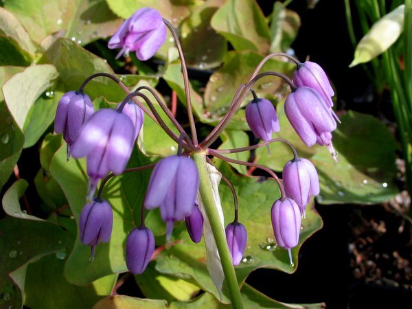 Allium macranthum DW