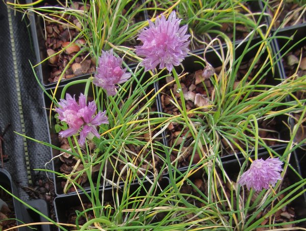Pink flowers and grassy foliage of Allium schoenoprasum 'Aaland'