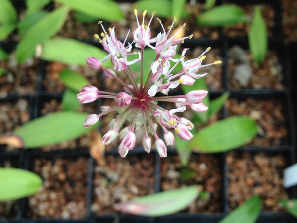 Allium ovalifolium var. ovalifolium CDHM 14536