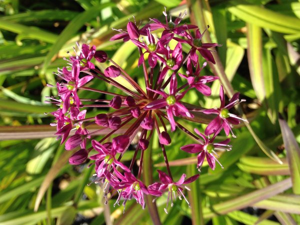 Allium wallichii CDHM 14526