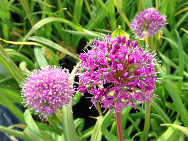 Allium wallichii CGG14029