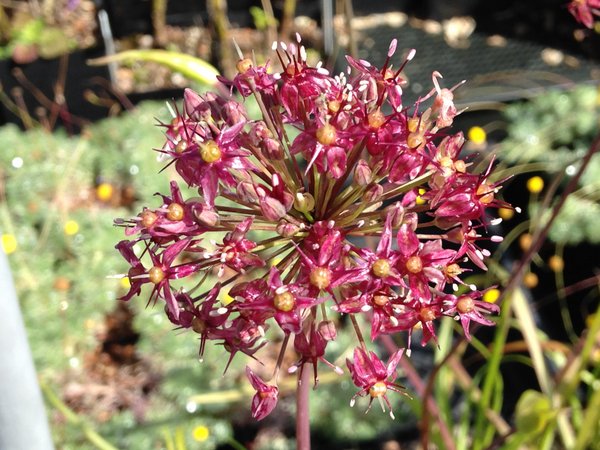 Allium wallichii ex China (DJHC 98307)
