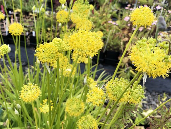 Allium hookeri var. muliense