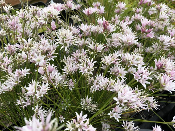 Allium mairei