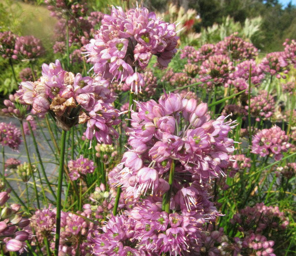 Pink pompom flowers of Allium sacculiferum