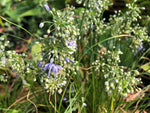 Allium cyaneum H2MD 023