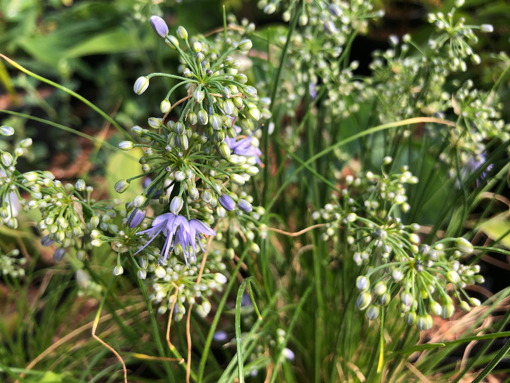 Allium cyaneum H2MD 023