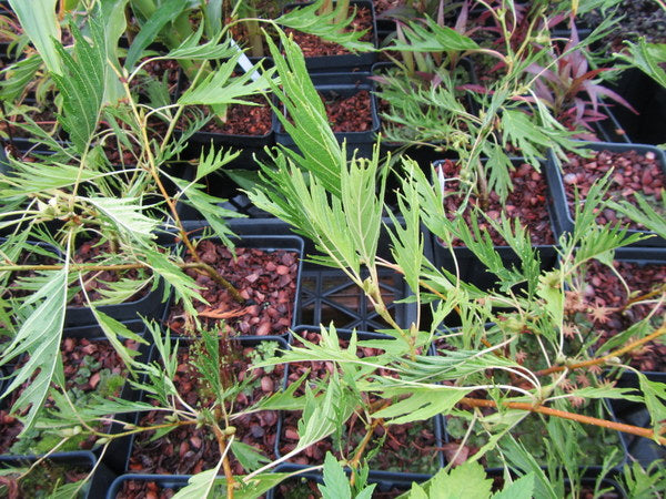 Alnus glutinosa 'Imperialis'