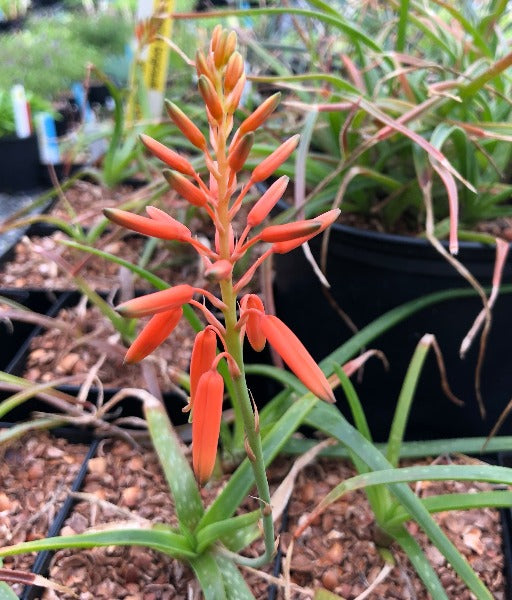 The orange flower spike of succulent Aloe 'Johnson's Hybrid'