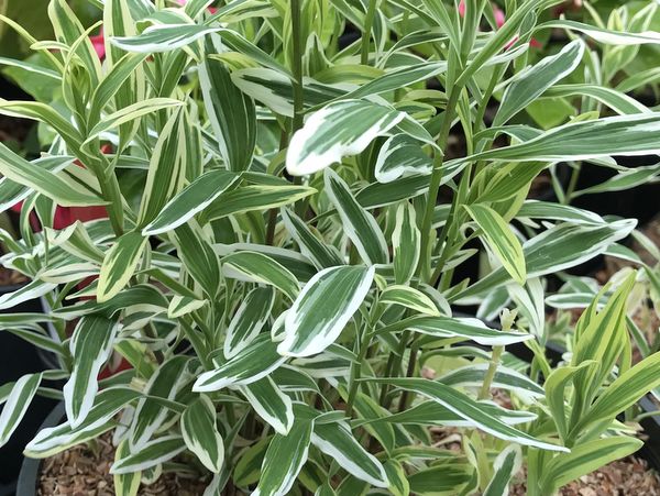 Alstroemeria 'Dayspring Delight'