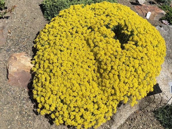Alyssum spruneri (syn. Alyssum stribrnyi)