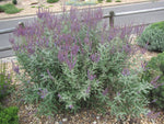 Amorpha nana
