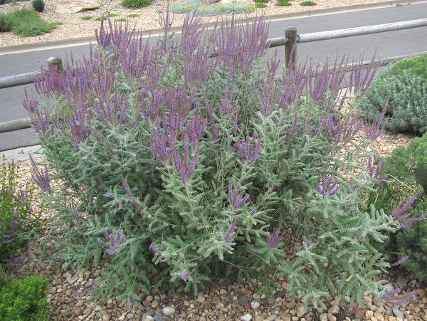 Amorpha nana