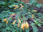 Ancylostemon saxatilis CGG 14090