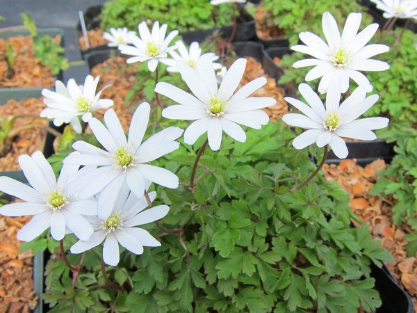 Anemone apennina 'Albiflora'
