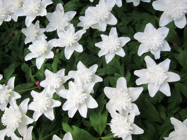 Many white double flowers of Anemone nemorosa 'Vestal'