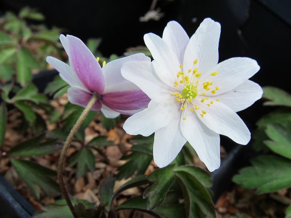 Two white flowers of Anemone nemorosa - red back to petals