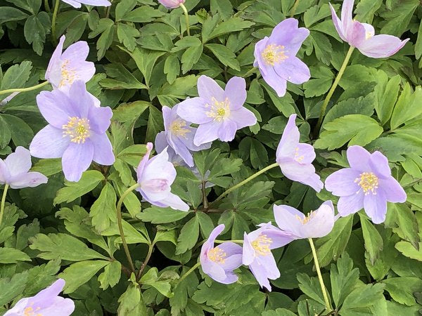 Purple-blue flowers of Anemone nemorosa 'Atley'