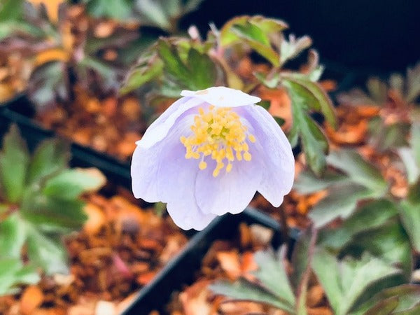 Anemone nemorosa 'Blue Beauty'