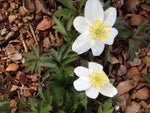 Anemone nemorosa 'Danica'