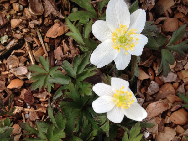 Anemone nemorosa 'Danica'
