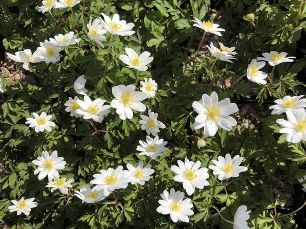 Many white daisy-like flowers of Anemone nemorosa 'Hilda'