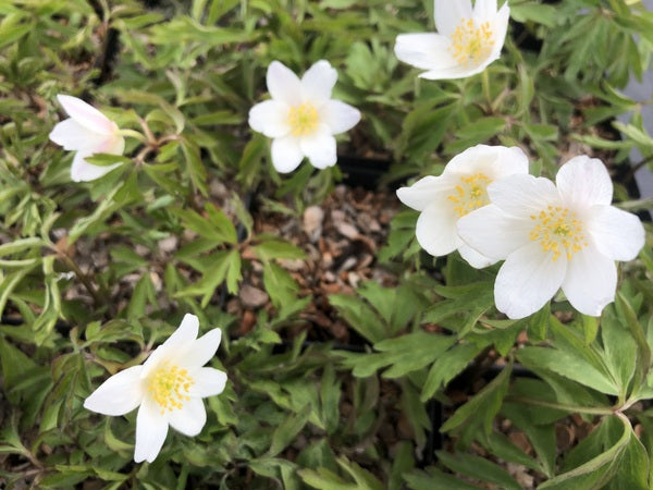 Several white flowers of Anemone nemorosa 'Lychette'