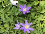 Anemone nemorosa 'Mart's Blue'