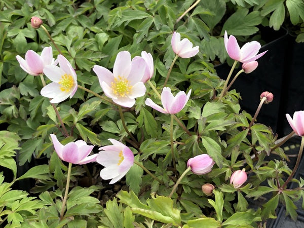 Pink and white flowers of Anemone nemorosa 'Tomas'