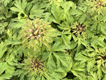 Lacy leaves and green flowers of Anemone nemorosa 'Virescens'