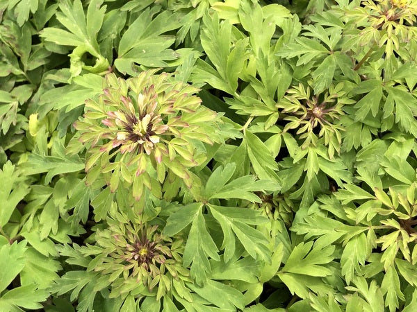 Lacy leaves and green flowers of Anemone nemorosa 'Virescens'