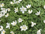 A carpet of leaves and white flowers of Anemone nemorosa 'Wilks' White'