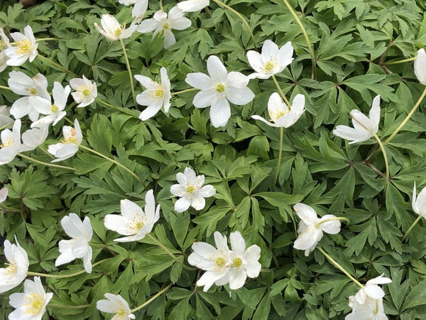 A carpet of leaves and white flowers of Anemone nemorosa 'Wilks' White'