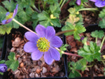 Anemone obtusiloba ex 'Big Blue'