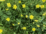 Yellow flowers of Anemone ranunculoides subsp. ranunculoides