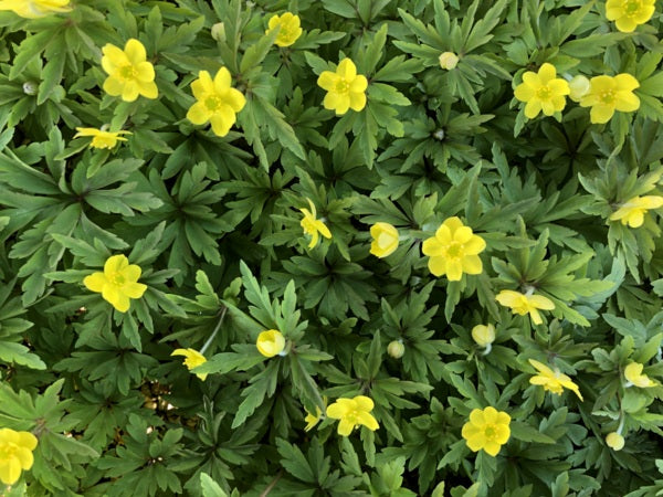 Yellow flowers of Anemone ranunculoides subsp. ranunculoides