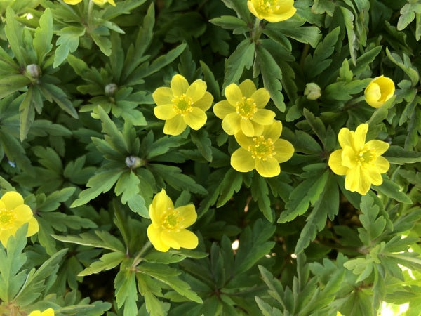 Yellow flowers of Anemone ranunculoides subsp. ranunculoides