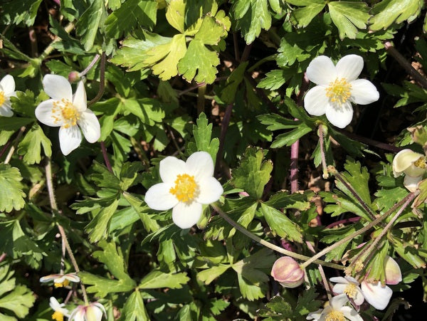 Anemone obtusiloba cf. Clone A