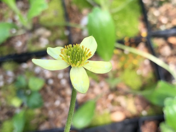 Closeup of the yellow-green flower of Anemonastrum coelestinum