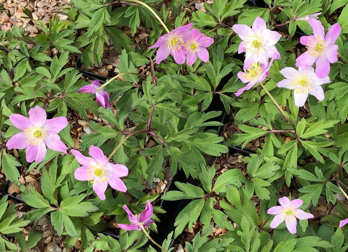 A mass of pinkish white flowers and foliage of Anemone nemorosa 'Tilo'