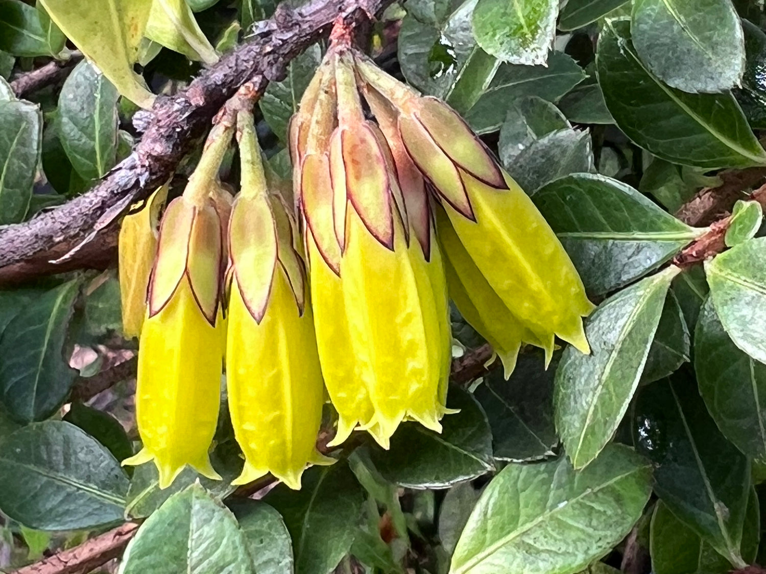 Agapetes smithiana APA 022 - Picotee Calyx