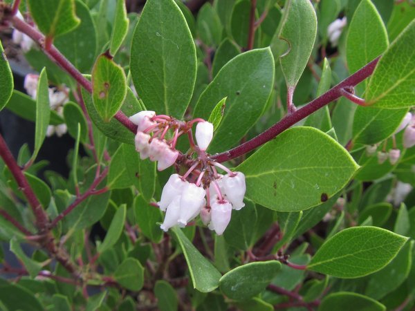 Arctostaphylos densiflora 'Howard McMinn'