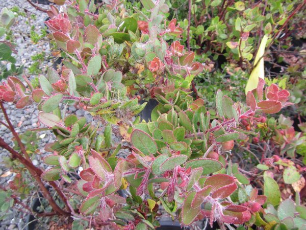 Arctostaphylos x 'John Dourley'