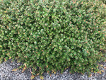 Arctostaphylos nummularia - select form