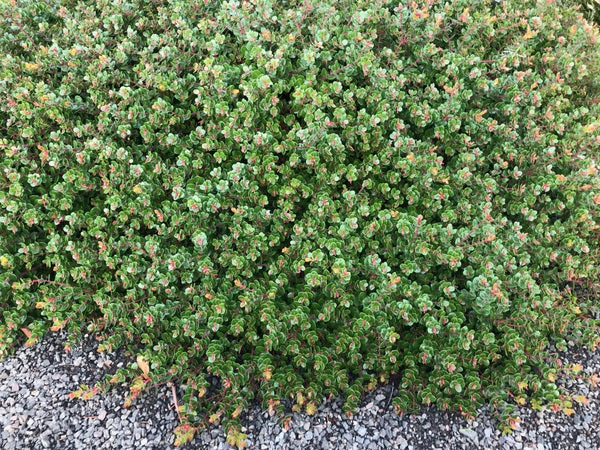 Arctostaphylos nummularia - select form