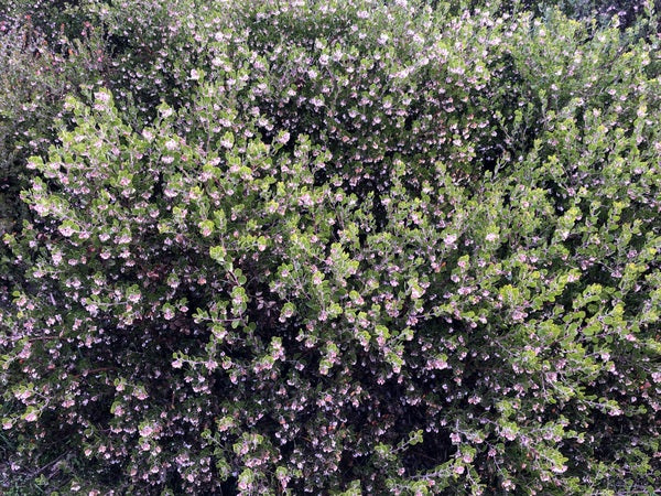 Arctostaphylos rudis
